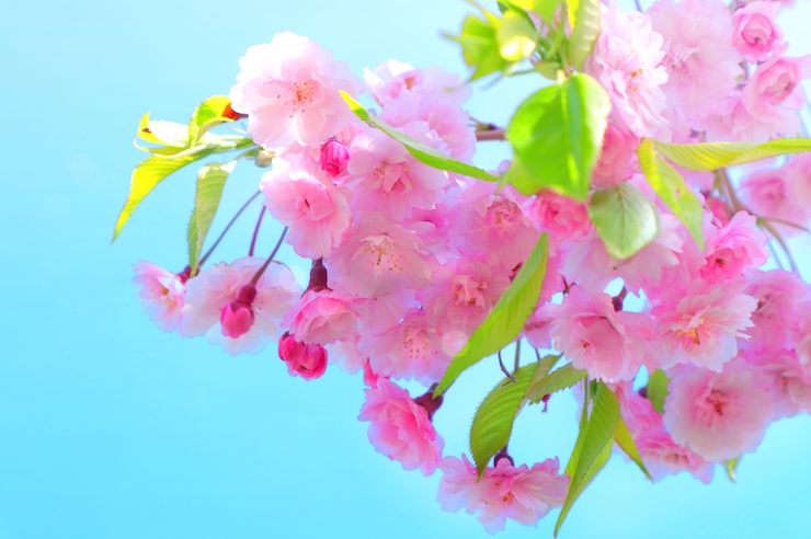 5月の誕生花｜八重桜