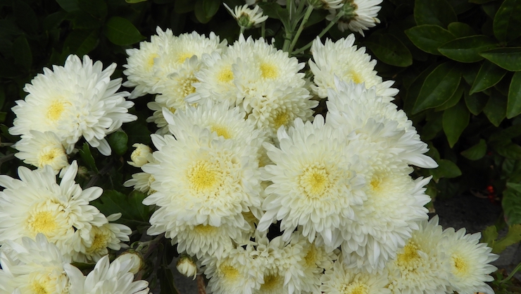 11月の誕生花｜白い菊